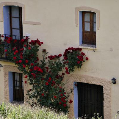 Rosier de Bergua