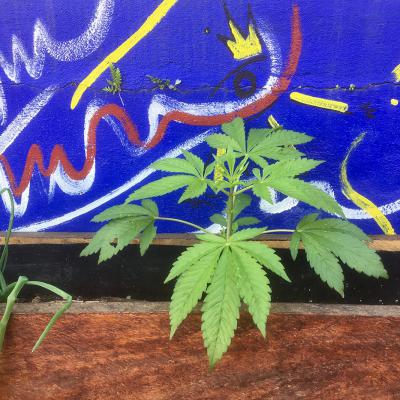 Une plante qui pousse partout dans le Chiapas et qui coûte moins cher que le tabac