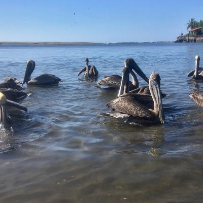 Pélicans à Las Penitas