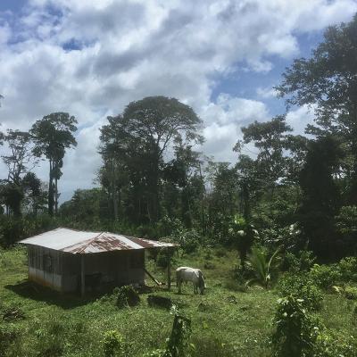 Campagnes au Costa Rica entre La Cruz et Upala