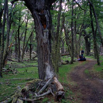 Forêts de Patagonie